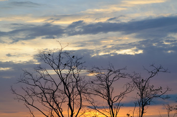 Little birds on dry tree  branches against colourful sunset sky. Silhouette og branches with sitting birds against bright sunset sky