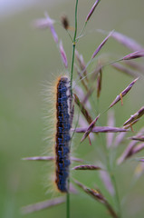 A fluffy caterpillar sitting on a grass blade