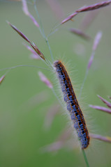 A fluffy caterpillar sitting on a grass blade