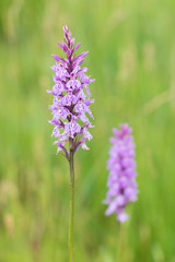 Dactylorhiza maculata known as the heath spotted-orchid