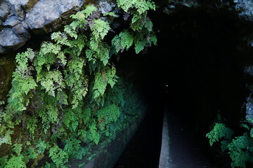 Flowers at the entrance to the tunnel