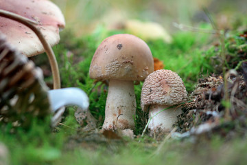 Perlpilze im Oktober