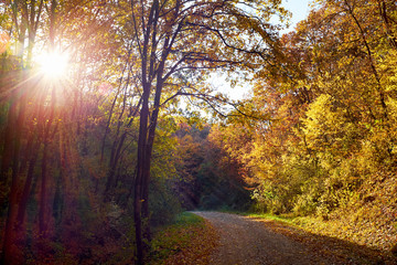 Autumn park road with vivid yellow foliage and sunbeam