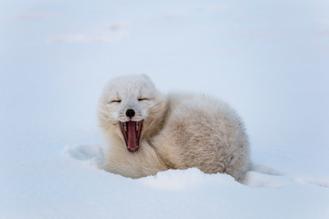 Lis polarny, południowy Spitsbergen