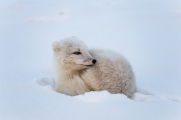 Lis polarny, południowy Spitsbergen © blackspeed