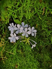 white flowers in grass