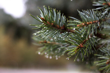 Naklejka na ściany i meble Rain on Blue Spruce Leaves. raindrops on the branches of a Christmas tree