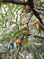 oranges on tree