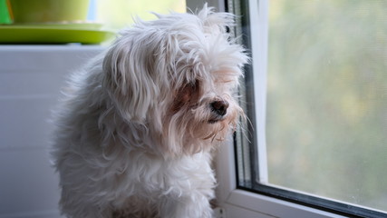 Maltese dog on the windowsill looking out the window