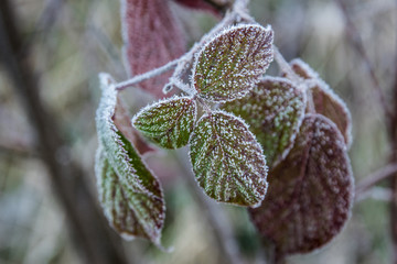frost auf rotgrünen blättern