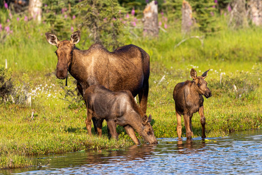 Moose Family at Golden Hour