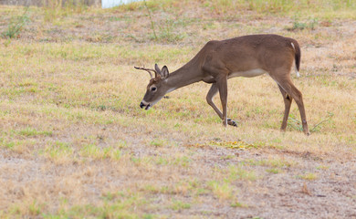 Young Whitetail Buck with Spike Antler grazing in Neighborhood Lawns in Lakefront Community