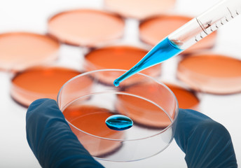 Fototapeta premium Petri dishes and pipette with liquid material.
