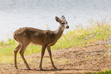 Whitetail Spike Buck Alert on Lake Shore with Water in Background