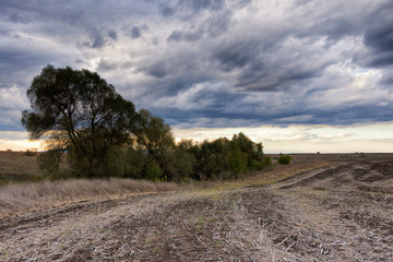 landscape with trees and blue sky