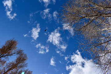 Fototapeta na wymiar Colorado blue sky with small eagle
