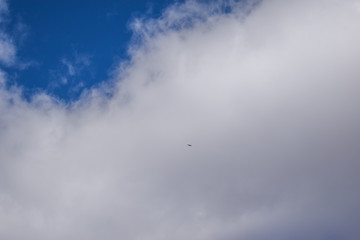 Colorado blue sky with small eagle