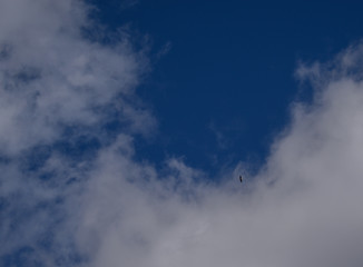 Colorado blue sky with small eagle