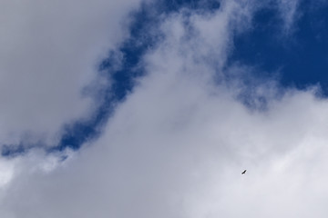 Colorado blue sky with small eagle