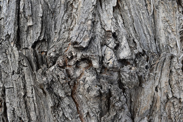 Cottonwood bark