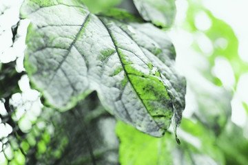 Green leaves of wild grape. Summer.Texture, background