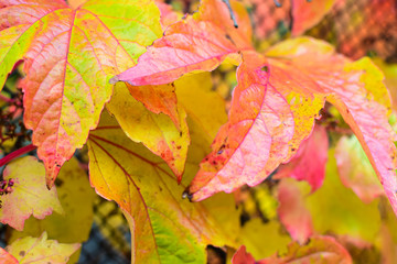 Leaves of wild grapes in the fall. Soft focus. Blurred backround
