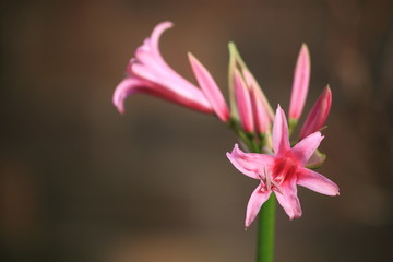 pink lily on black background