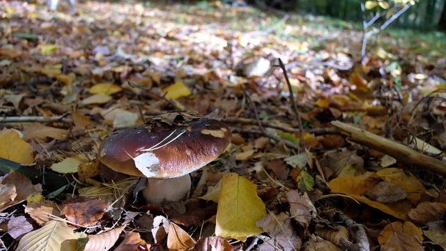 Mushroom collecting (boletus) by cutting with a white frenchie in the background