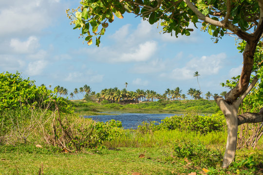 A view of the river Capivara Grande with coconut trees in the background at the Hippie Village in Arembepe - Bahia, Brazil