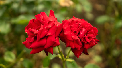 two red flowers