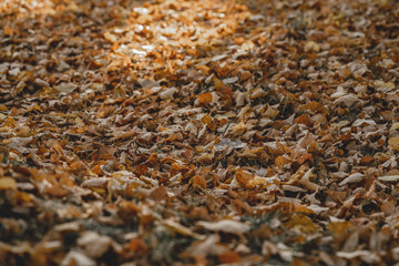 autumn