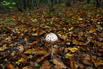 pale toadstool grows in the forest. close-up view.