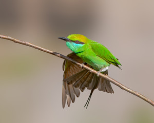 Green bee eater doing yoga on a bush