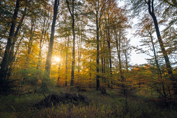 autumn  forest colours, beautiful sunset in the woods, sunny indian summer afternoon