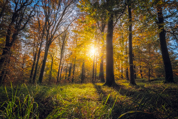 Fototapeta na wymiar autumn forest colours, beautiful sunset in the woods, sunny indian summer afternoon