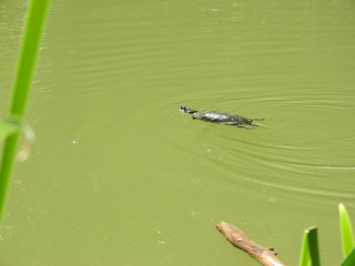 Swimming turtle