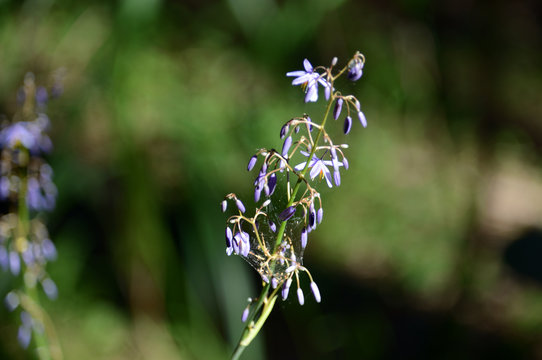 Purple cerulean flaxlily flower , dianella