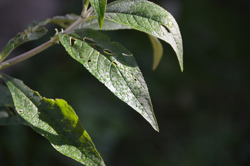 dew drops on green leaves