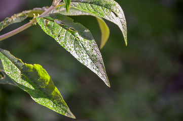 dew drops on green leaves