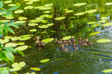 Duck with ducklings swims in the lake
