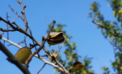 Dry peaches on a tree in the fields in autumn