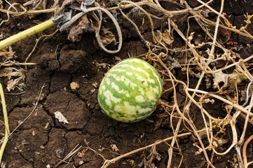 Melon with pumpkins, small striped watermelons and melons