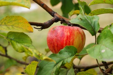 Red apples grows on a branch among the green foliage