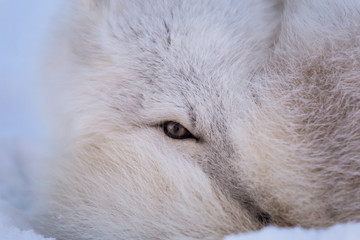 Lis polarny, południowy Spitsbergen © blackspeed