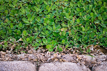 Over-grown patch of water plants pushing against a stone wall.