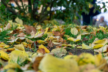 Foglie autunnali su un prato erboso sfondo bokeh