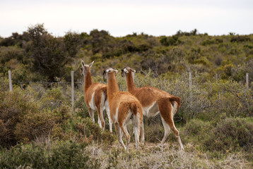 Guanacos in Patagonia Puerto Madryn Argentina