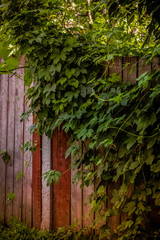 Fototapeta na wymiar Ivy Overgrown Old Wooden Fence