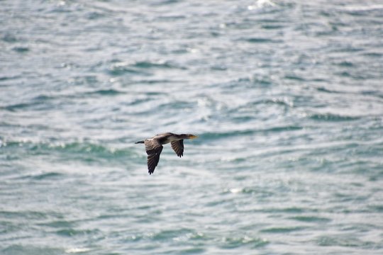 A view of a double-crested cormorant fiying in the sky. BC Canada