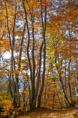 autunno nel bosco 03